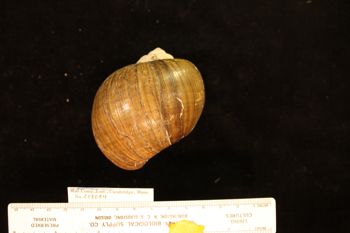 Media type: image; Malacology 258084